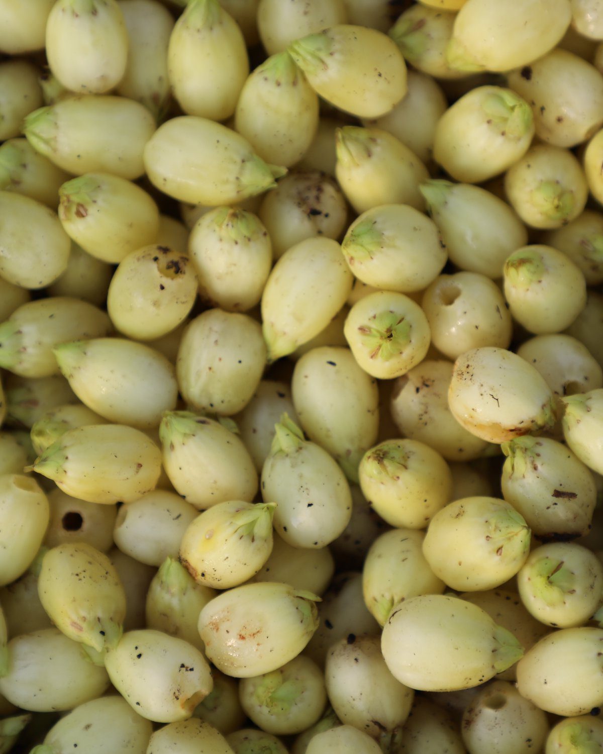 BD Edible Oils Mahuwa Oil Page Image 4